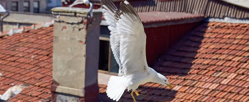 Residential Chimney Animal Removal Solution in Ferry Pass, FL